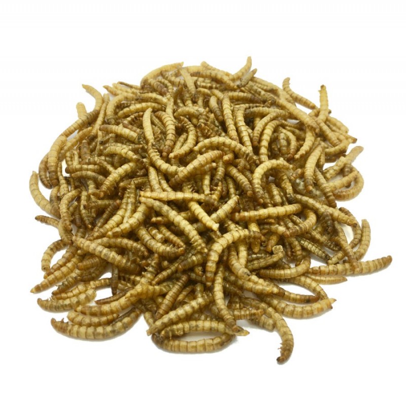 Vers de farine pour alimentation reptiles, 100 gr