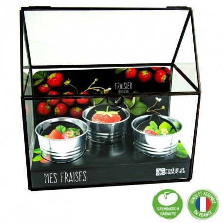 Serre Châssis Noir 3 Pots Fraisier