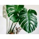 Sous Tasses Feuilles Monstera X 4