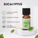 Huile essentielle d’Eucalyptus Zen’Arôme – 10 ml
